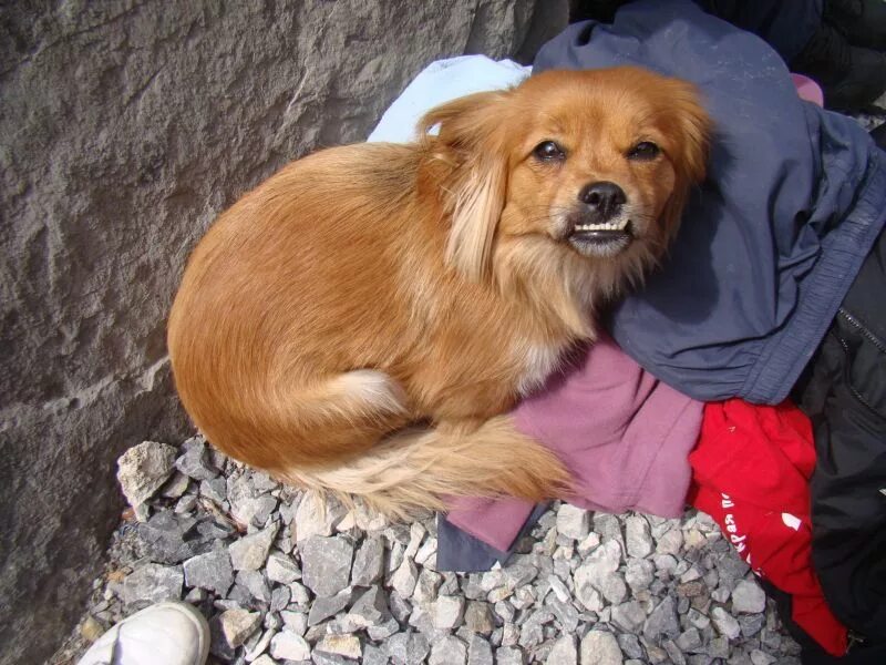 Куплю щенка в новокузнецке. Найдена маленькая рыжая собачка. Год рыжей собаки. Рыжая собака в платье. Собаки в Новокузнецке.