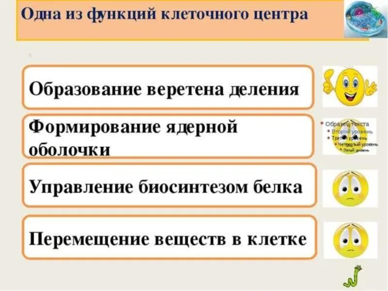 Деление клетки жизненный цикл митоз. Фаза деления клетки профаза. Метафаза митоз ядерная оболочка. Телофаза митоза хромосомы. Формирование ядерной оболочки фаза.