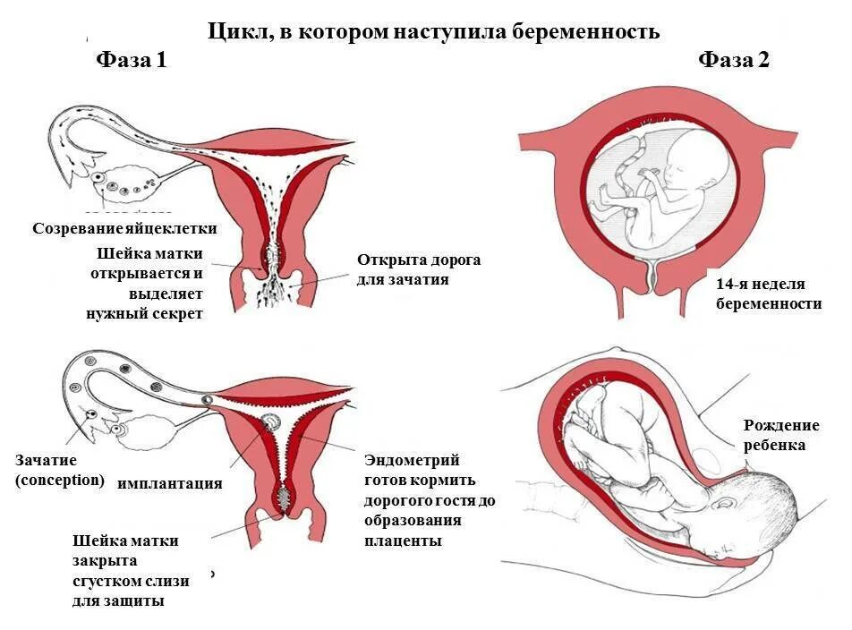 Через сколько происходит беременность. Беременность зачатие. цикл наступления беременности что это. зачатие ребёнка в матке.