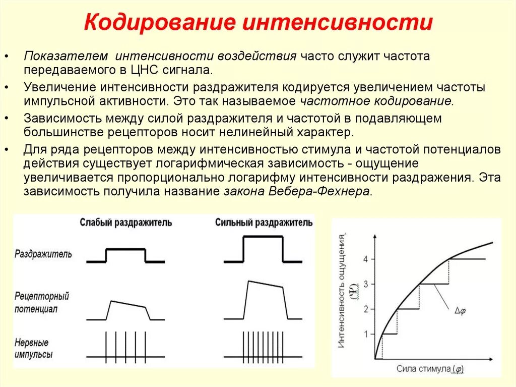 Кодирование интенсивности сенсорного сигнала. Кодирование информации в сенсорных системах физиология. Кодирование частотное физиология сенсорных систем. Кодирование частоты и интенсивности звука физиология.