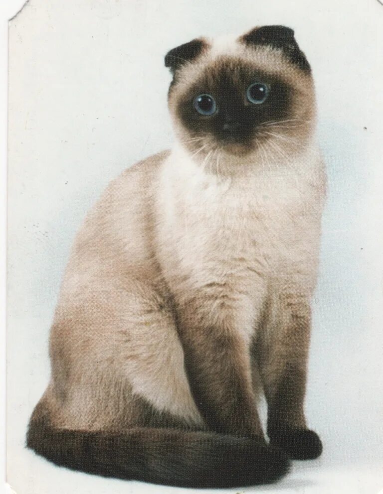 сиамский скоттиш фолд. сиамский скоттиш фолд. сиамская вислоухая кошка. сиамский вислоухий кот. сиамский скоттиш фолд.