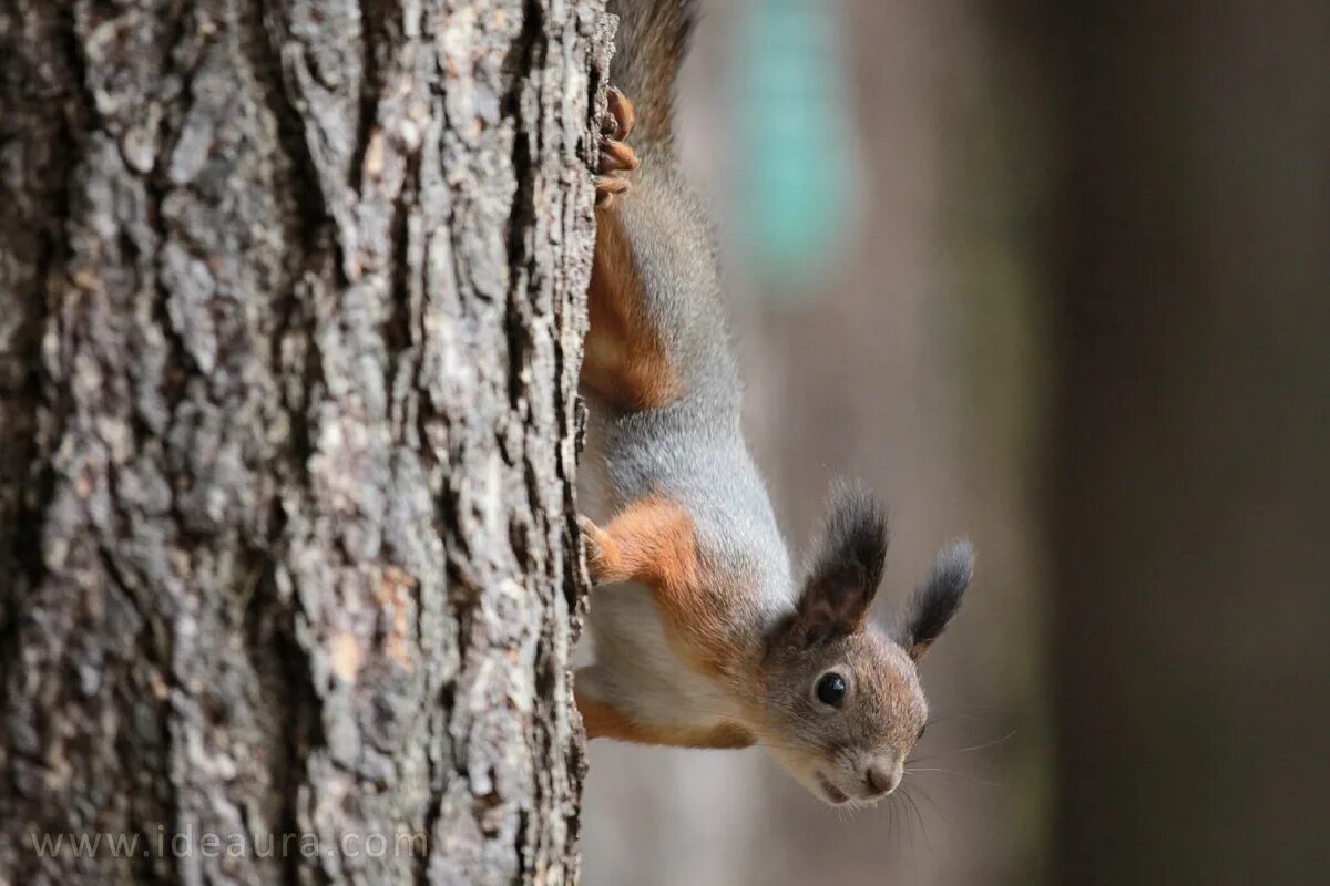 белка на рабочий стол. белка на стволе дерева. белка спускается с дерева. белка на сосне. лесные белки.