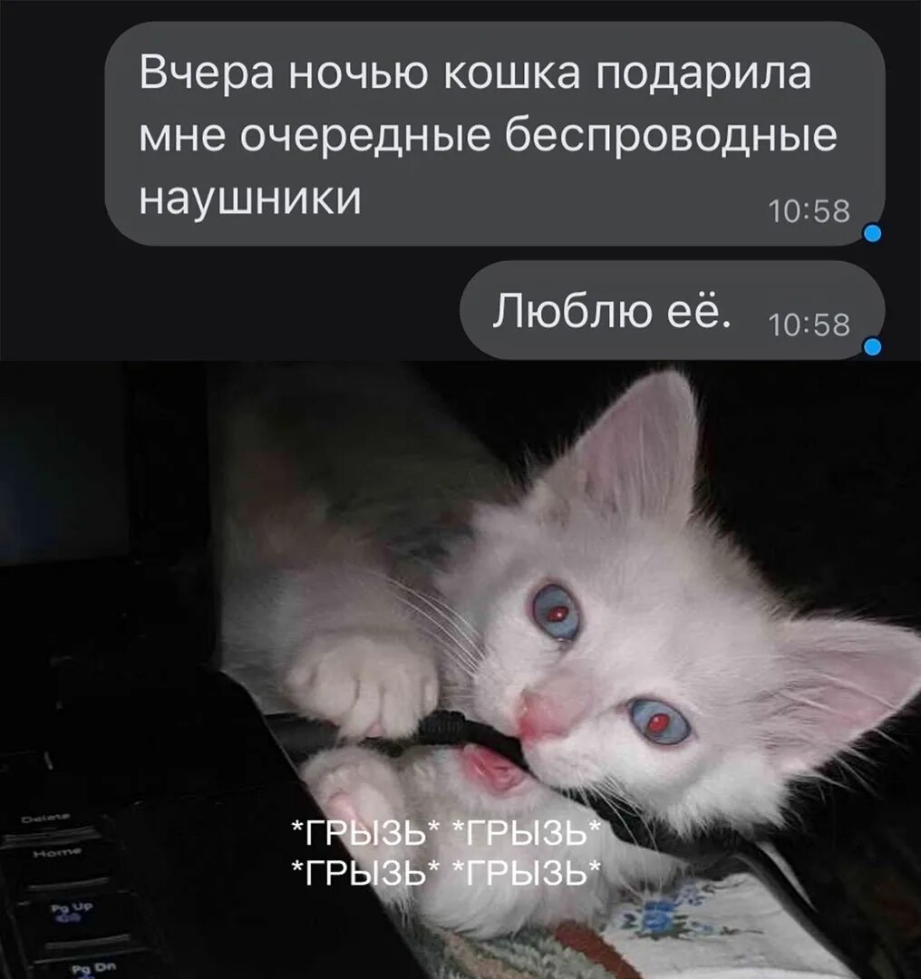 Котик кусает провод. Кот грызет. Кот перегрыз провод. Кот перегрызает шнур.