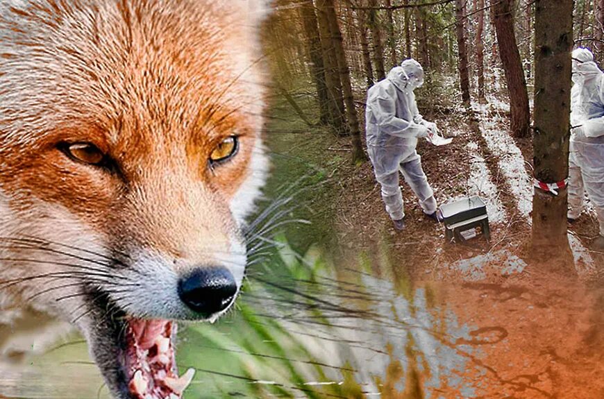 Как выглядит человек лиса fox-home pet Fox, Animals wild, Fox art