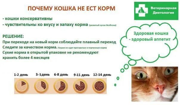 Почему кошку рвет после еды. Кот блюет после сухого корма. кошка блеванула от сухого корма. кошку рвет от сухих кормов.