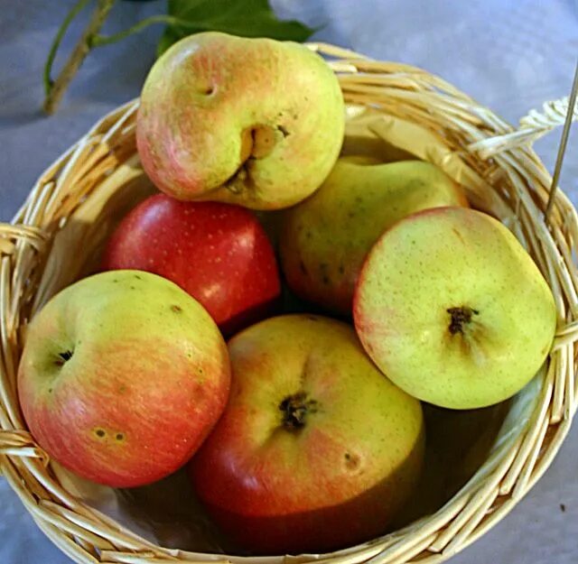 Каталог яблок с фото 120 Heritage Apple Varieties at 'Gundungurra', Bundanoon Apple varieties, Apple,