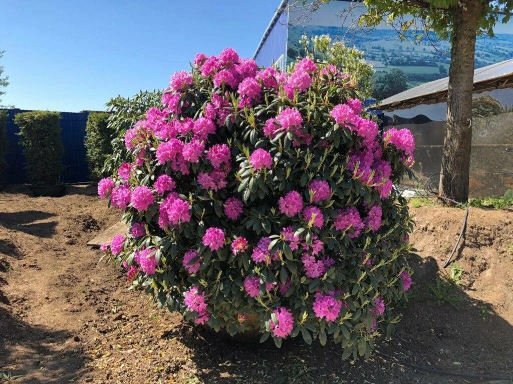 Рододендрон посадка весной в грунт. Рододендрон Roseum elegans. Рододендрон рокет. Рододендрон гибридный рокет. Рододендрон Розеум Элеганс куст.