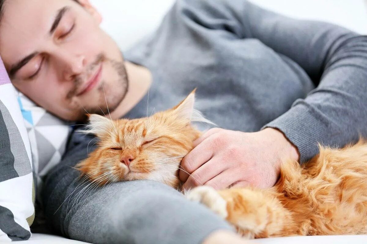 Почему коты любят сидеть