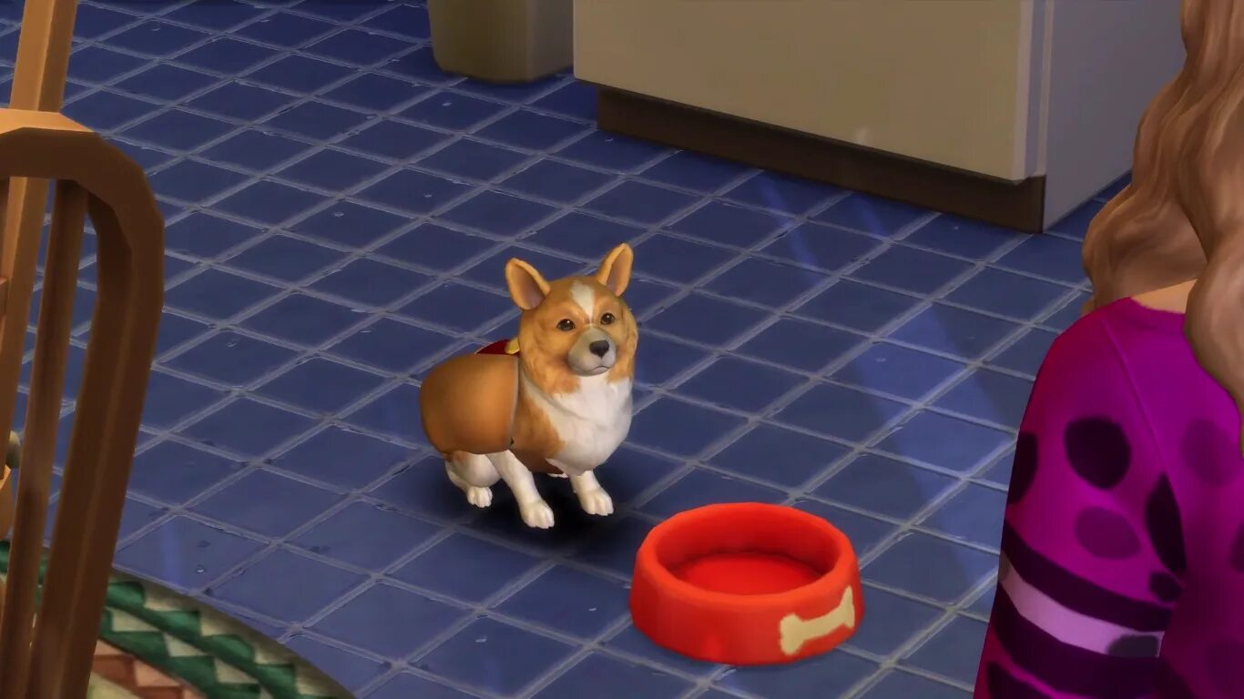 Дополнение симс 4 кошки и собаки. Корги sims 4. симс 4 собаки. the sims 4. кошки и собаки. симс 4 питомцы корги.