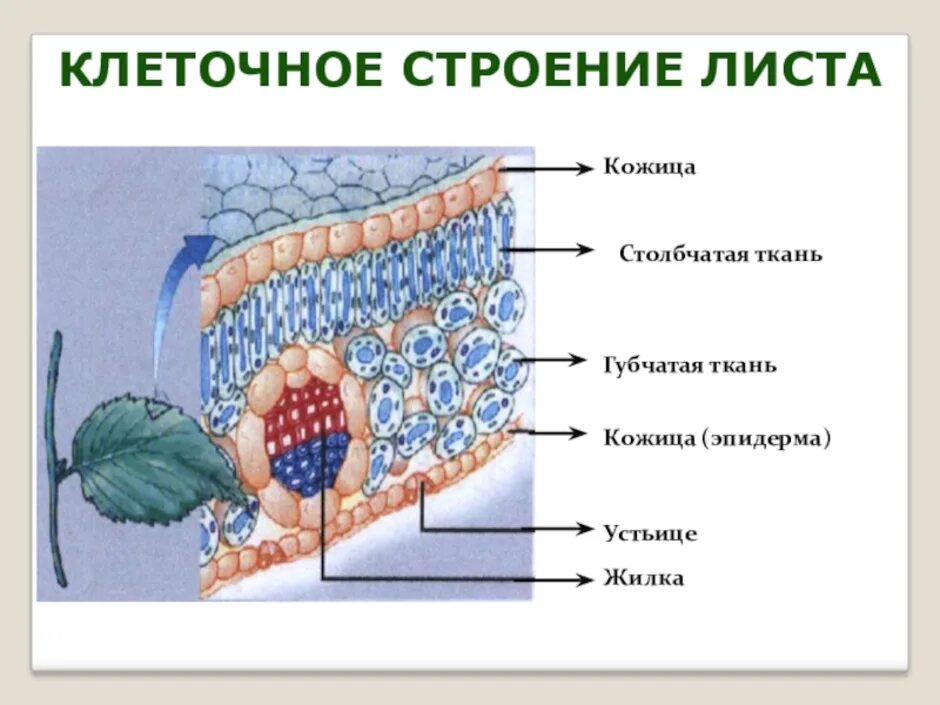 Ткани листа столбчатая ткань жилка. Столбчатая ткань и губчатая ткань. Клеточная клеточное строение листа. Строение губчатой ткани листа.