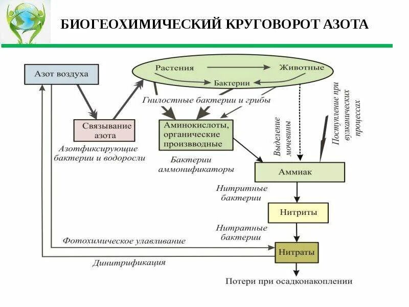 Таблица 1 характеристика бгхц основных элементов Решебник, ГДЗ по биологии 9 класс Пасечник рабочая тетрадь