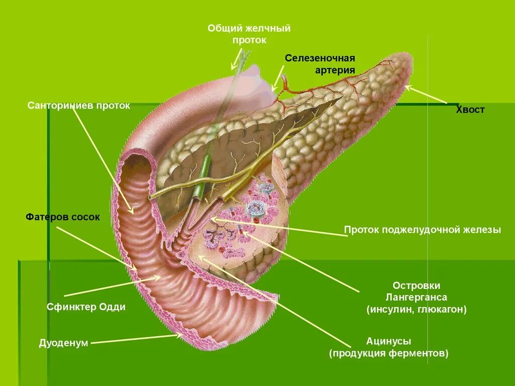 Санториниев проток поджелудочной железы. Фатеров сосочек на поджелудочной. Поджелудочная железа сфинктер Одди. Фатеров сосочек и сфинктер Одди.
