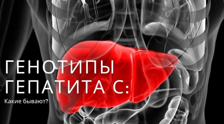 Лечение гепатита генотипы. Генотипирование гепатита с. Гепатит с генотип 1. Фото печени гепатит с 1 генотипа.