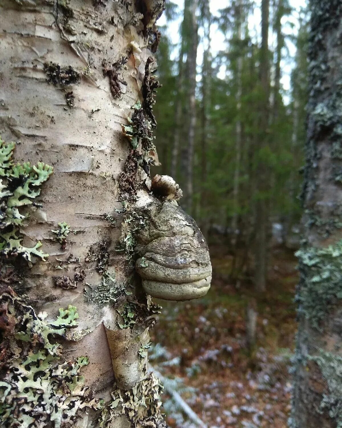 Покажи чагу. Чага Березовая. Древесная чага. Чага (березовый гриб). Гриб чага на Березе.