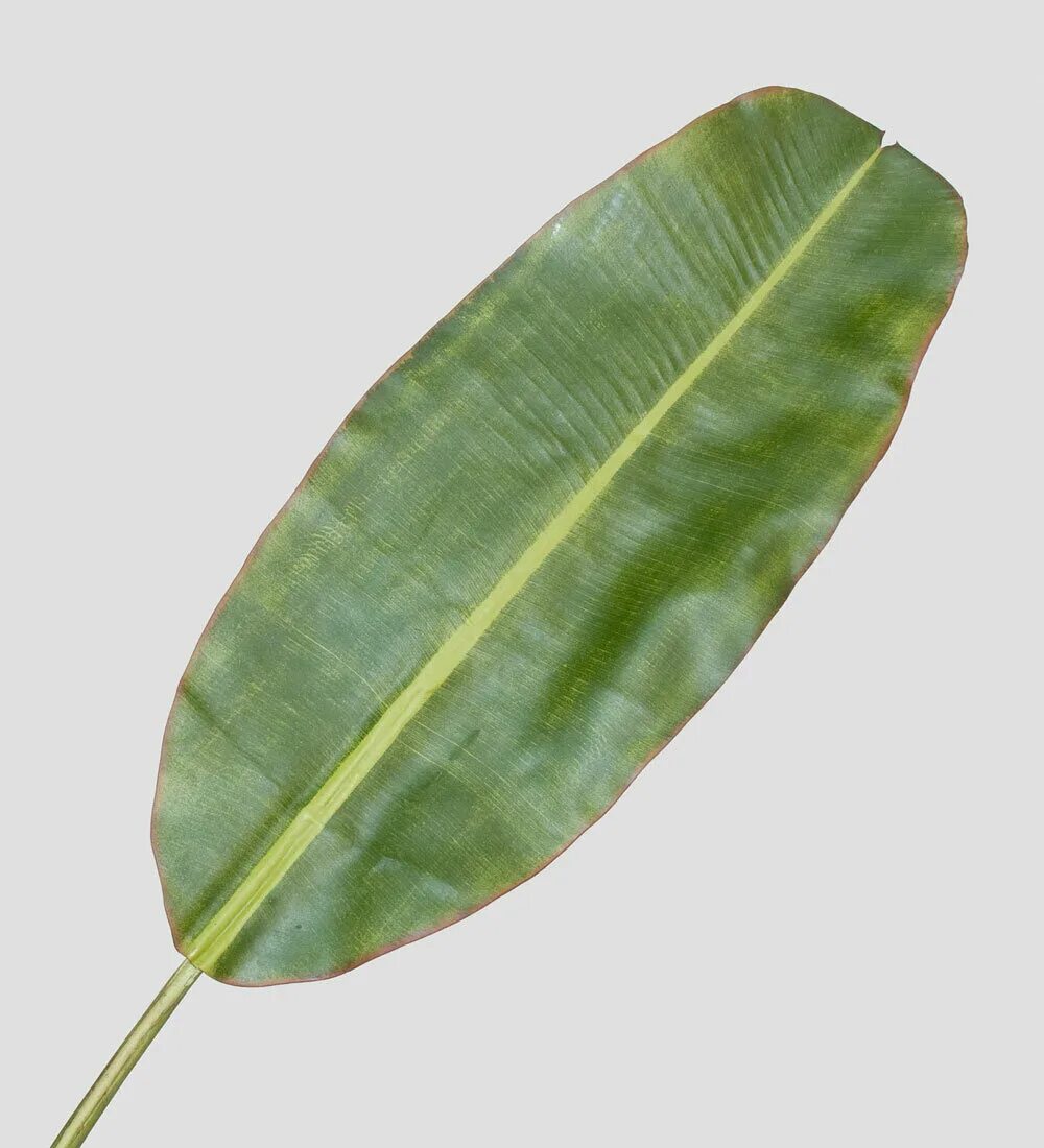 Просечно-вытяжной лист tr 37х13-2. Листья пальмы крашенные. Лист банана для подачи блюд. Трафареты озон набор детский. Тр лист.