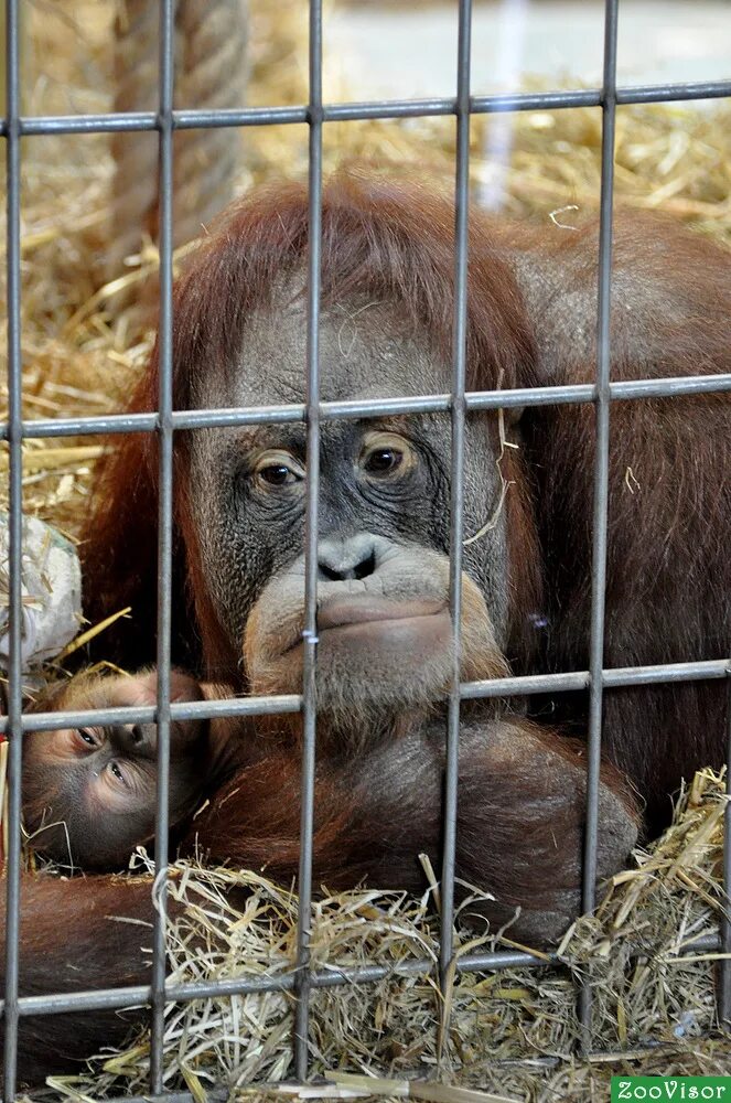звери в зверинце. звери в зоопарке. звери в зоопарке. зоопарк. звери в зверинце.
