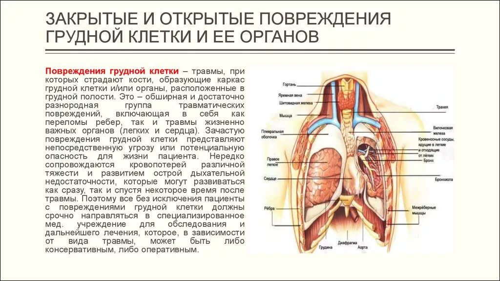 Анатомия грудной клетки человека расположения органов. Строение грудной клетки органы находящиеся в грудной. Строение внутренних органов грудной клетки женщины. Анатомия внутренние органы грудной клетки слева.