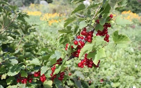 Красная смородина клип