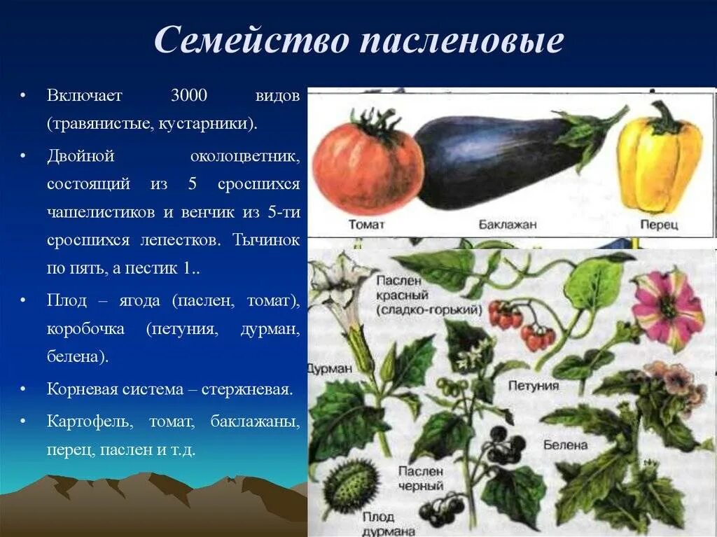 Человек разводит овощные культуры семейства пасленовые. Растения семейства пасленовых. Семейство Пасленовые представители. Овощные растения семейства пасленовых. Овощные культуры семейства пасленовых.