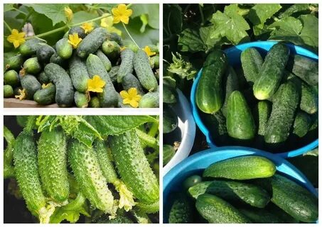 Лучший сорт огурцов для средней полосы