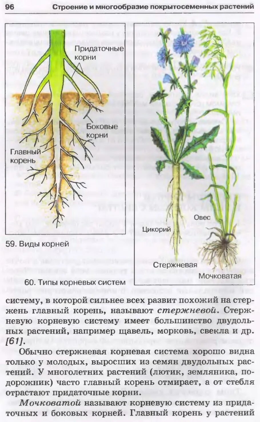 Типы корневых систем строение. Корневые системы растений.