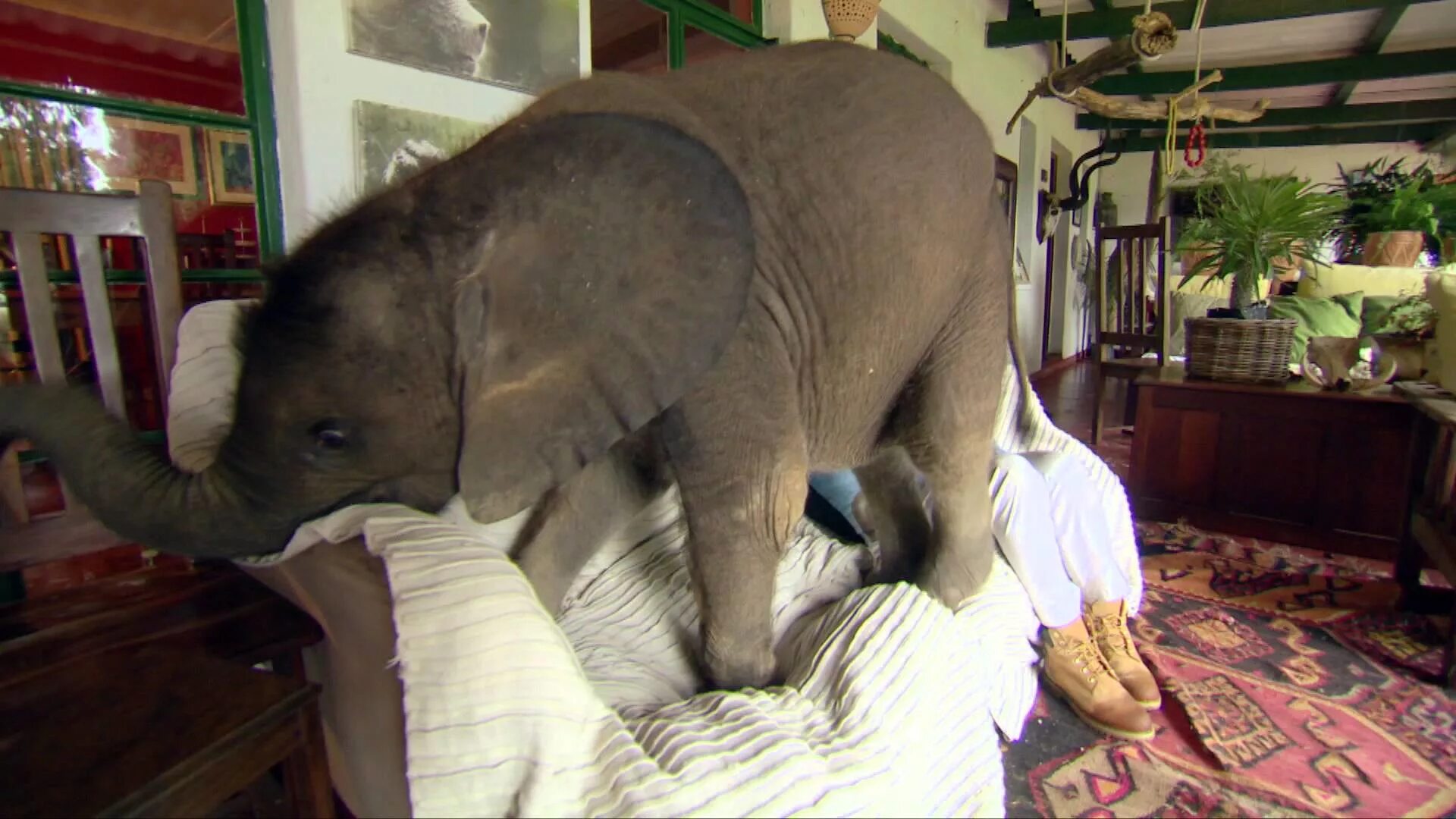 Слонёнок Дамбо Таиланд. Слон в квартире. В доме слон!. Домашний Слоник.