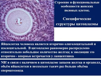 Какого строения яйцеклетки