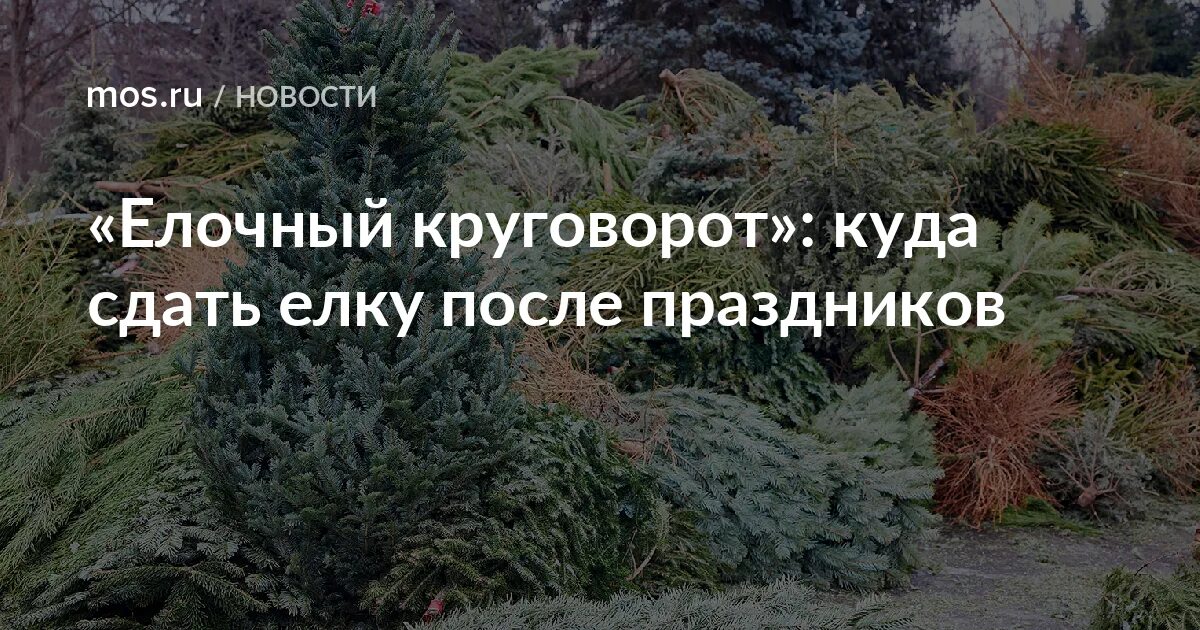 Гнилая новогодняя ель. Куда сдать елку 2024. Елка после нового года. Еловый круговорот пункт приема. Куда сдать елку 2024.