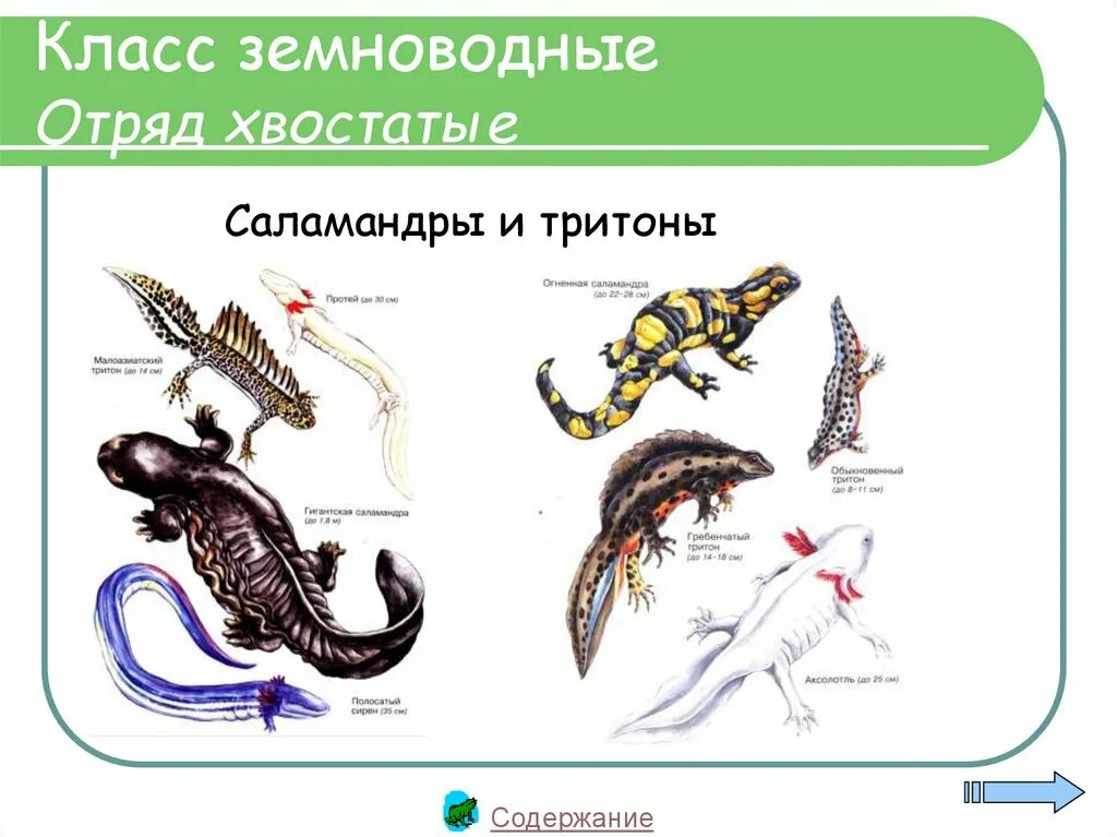 Представители отряда хвостатые земноводные таблица. Класс земноводные хвостатые. Класс земноводные хвостатые представители. Отряды класса земноводные. Класс земноводные классификация.