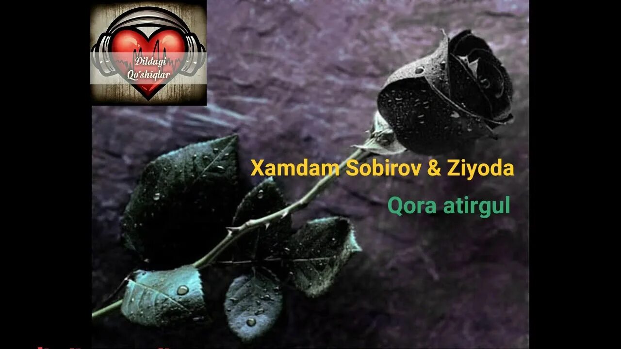 Xamdam sobirov sevinch ismoilova qora kozim. Ziyoda xamdam sobirov. хамдам собиров зиёда. зиёда ва хамдам.