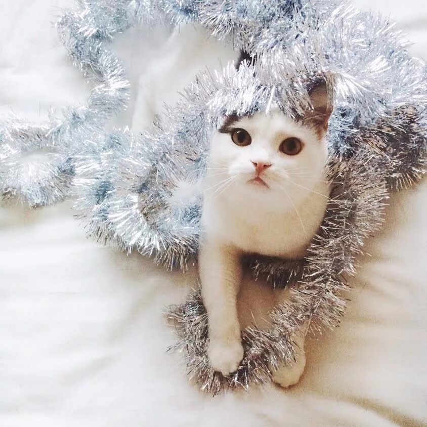 Новогодние аватарки с котиками милые. Новогодний кот. зимние котики. новый год котики. новогодние котята.