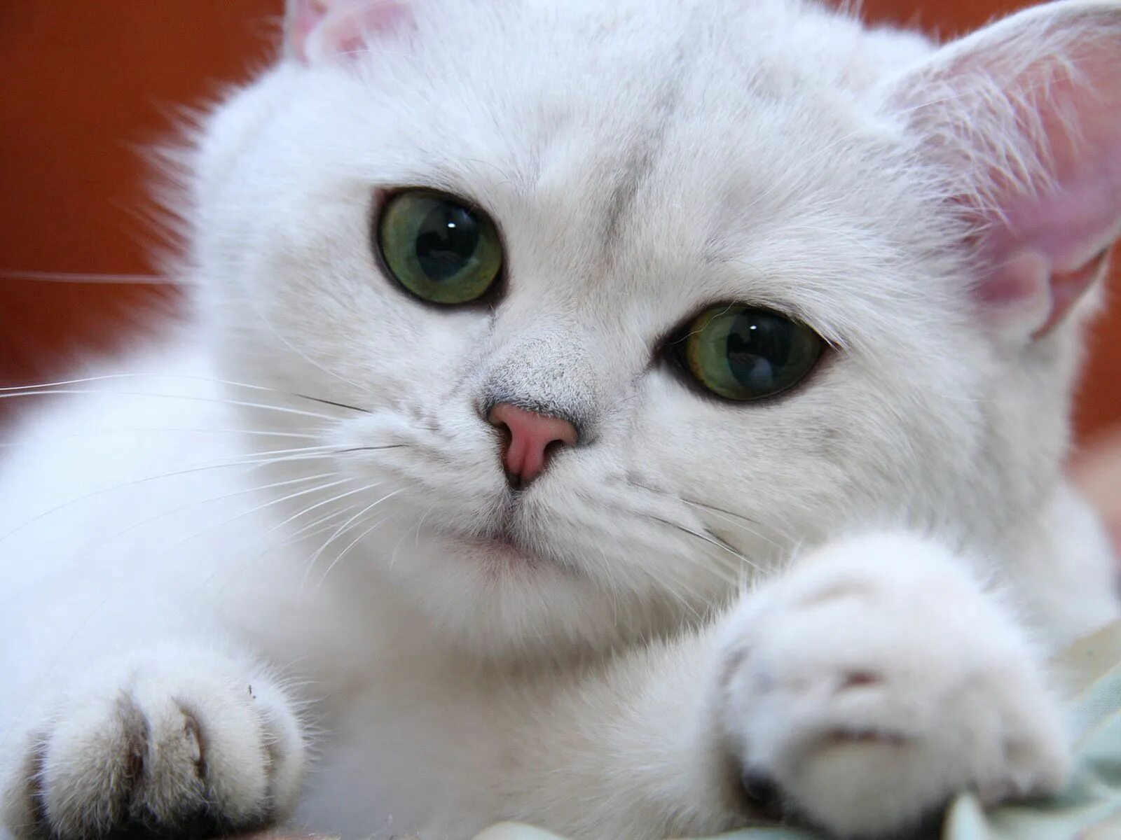 Белый кот мурзик. Шотландская вислоухая альбинос. Шотландская вислоухая кошка альбинос. Британская шиншилла Коби кошка. Порода кошек альбинос.