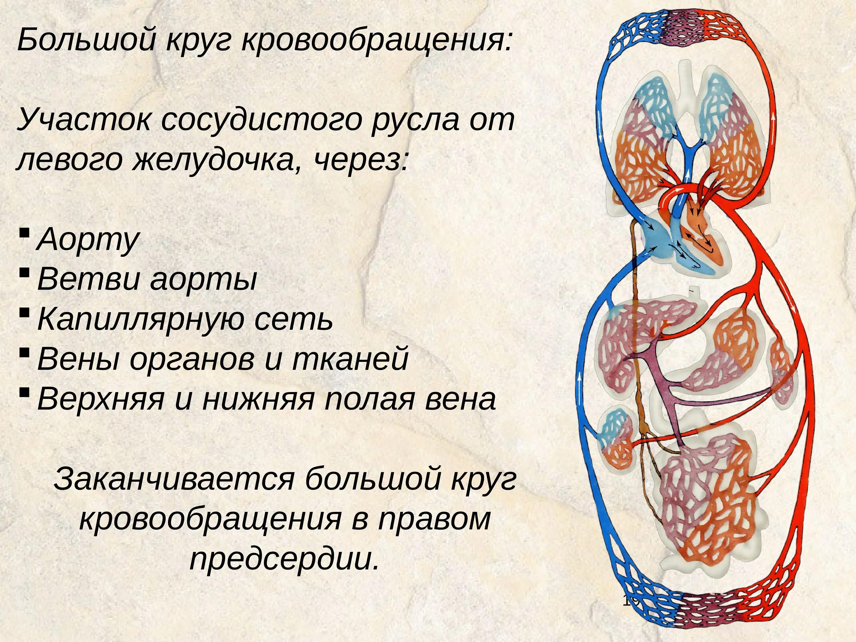 Малый круг кровообращения анатомия человека. Система большого круга кровообращения. Схема большого круга кровообращения у человека. Круги кровообращения большой круг малый круг. Имеют однослойные стенки возвращают кровь к сердцу