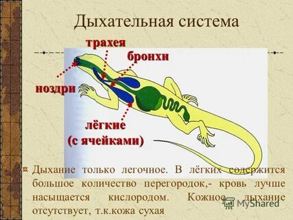 Кожное дыхание у пресмыкающихся