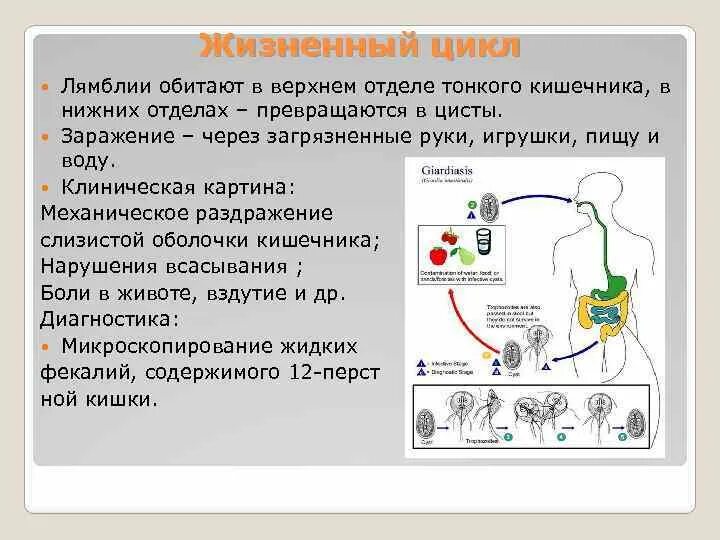 Лямблия кишечная цикл развития. Лямблия кишечная жизненный цикл схема. Цикл развития лямблии схема. Лямблия стадии жизненного цикла.