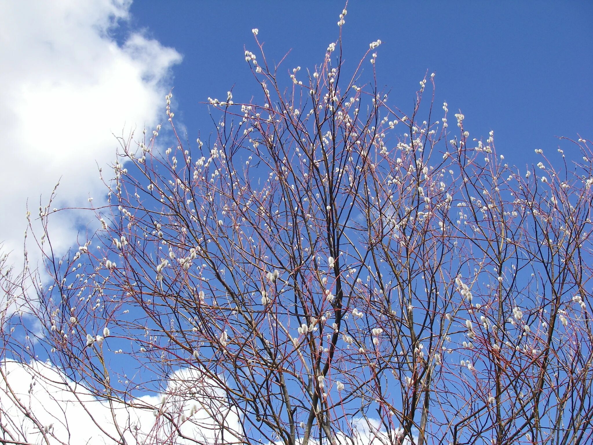 Куст март. Куст вербы. Кустарник с красными цветами. Верба дерево или кустарник. Айва красноцветущая.