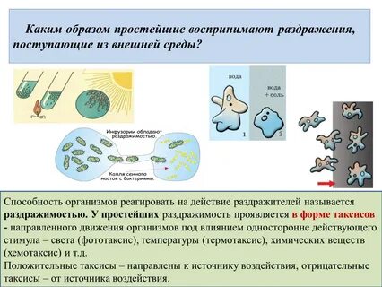 Раздражимость у простейших
