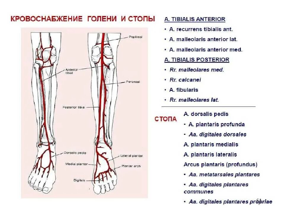 Передняя большеберцовая артерия (a. Tibialis anterior):. Кровоснабжение нижней конечности схема. Артерии голени и стопы анатомия. Артерии нижней конечности анатомия. Основные артерии стопы