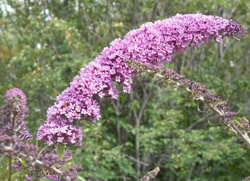 Буддлея весной. Сирень Буддлея. Буддлея Buddleja /17. Буддлея Гранд Каскад. Будлея Пинк Делайт.