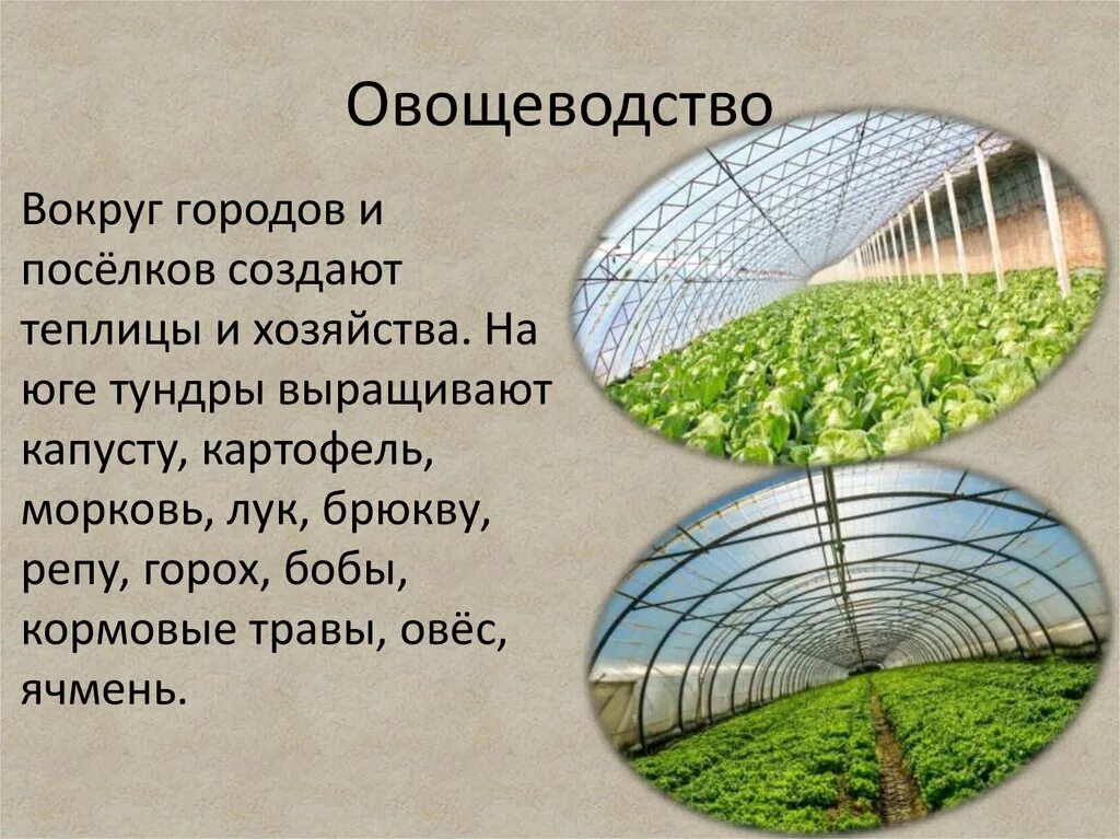 Проект по окружающему миру 4 класс овощеводство Урок окружающий мир растениеводство