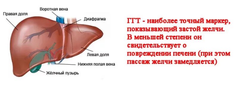 Как лечить гт