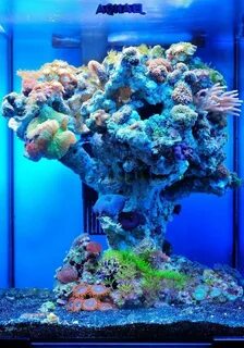 Аквариумные морские