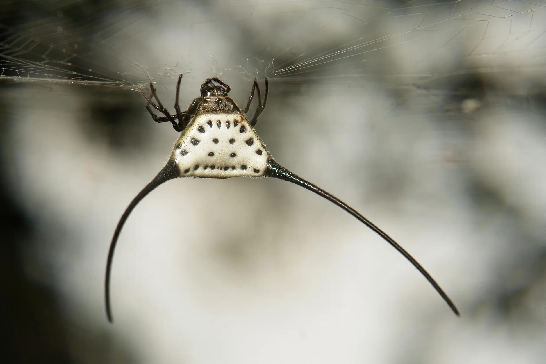 Летающий п. Macracantha arcuata паук. macracantha arcuata паук макросъёмка. летучий паук. летающий паук.