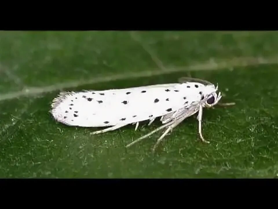 Самка яблоневой моли тип пола