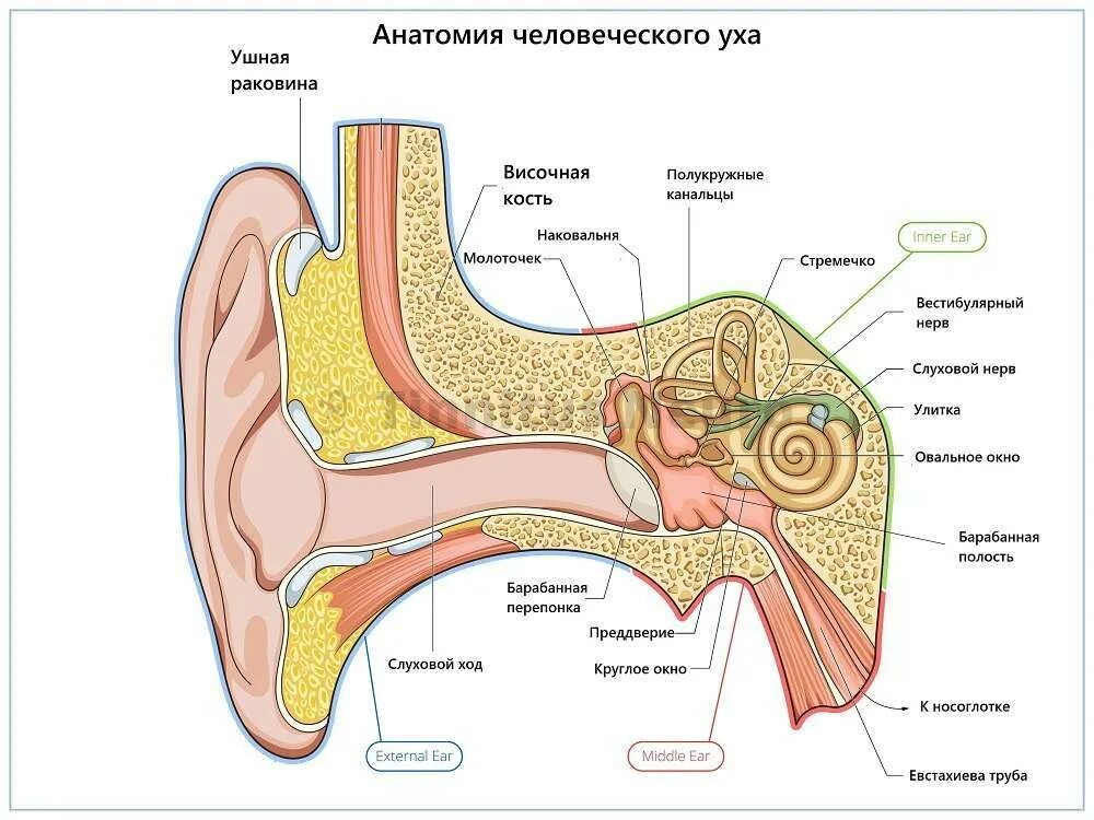 Схема строения наружного среднего и внутреннего уха. Структура уха человека схема. Строение уха человека. Наружное ухо среднее ухо внутреннее ухо строение функции.