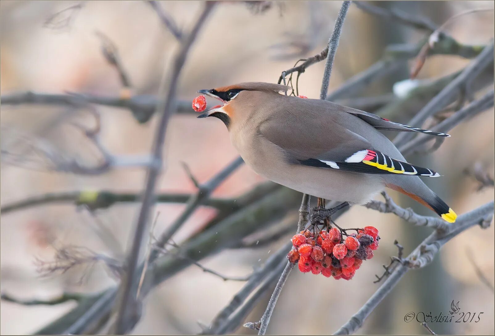Птицы которые живут зимой