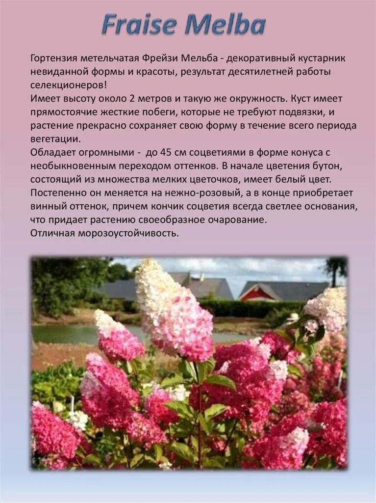 7_ret_hydrangea_paniculata_fraise_melba_renba_renault_1sept2009