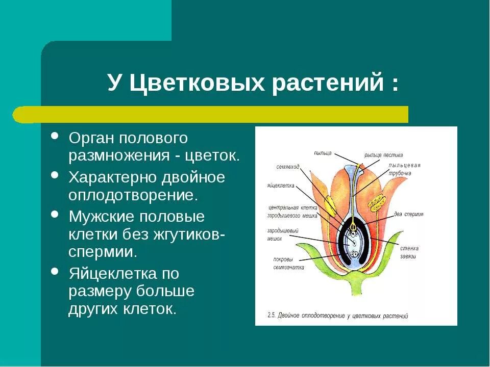 Мужские половые клетки цветковых. Орган полового размножения цветковых растений. Органы размножения цветковых растений 6 класс. Половые органы покрытосеменных растений. Строение растений половое размножение.