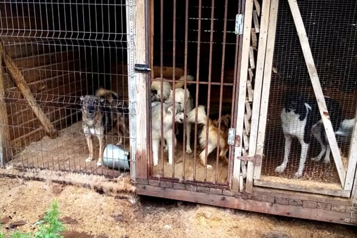 Бежецк приют для животных новая жизнь. Приют бежецк. Приют бежецк. Бежецк приют для животных новая жизнь. Приют бежецк.