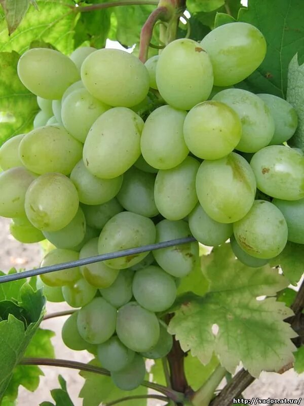 Лучший сорт белого винограда. Лучший сорт белого винограда. Сорт винограда айсар. Лучший сорт белого винограда. Белый грузинский виноград.